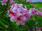 20080802hmg022.jpg