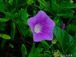 20080802hmg027.jpg