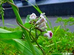 20080802hmg035.jpg