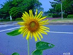 20080802hmg036.jpg