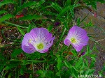 20080802hmg037.jpg