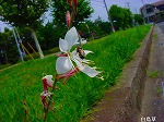 20080802hmg038.jpg