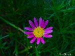20080802hmg040.jpg