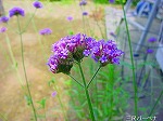 20080802hmg042.jpg
