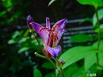 20080802hmg047.jpg
