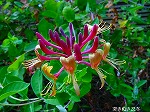 20080802hmg048.jpg
