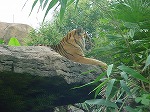 20080822snd023.jpg