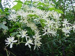 20080822snd053.jpg