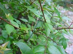 20080822snd067.jpg