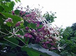 20080822snd110.jpg