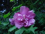 20080822snd135.jpg