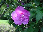 20080829km001.jpg