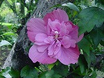 20080829km002.jpg
