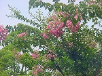 20080829km003.jpg