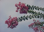 20080829km004.jpg