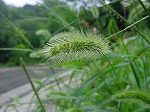 20080829km008.jpg
