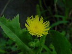 20080829km012.jpg