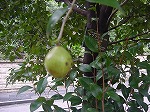 20080829km020.jpg