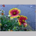20080922msg055.jpg