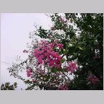 20080922msg079.jpg