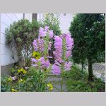 20080922msg085.jpg