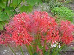 20080928msg002.jpg