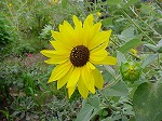 20080928msg003.jpg