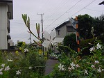 20080928msg004.jpg