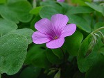 20080928msg005.jpg