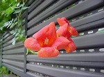 20080928msg006.jpg