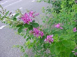 20080928msg007.jpg
