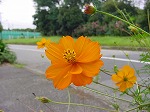 20080928msg008.jpg
