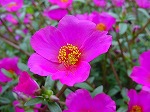 20080928msg010.jpg