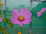 20080928msg014.jpg