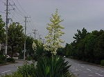 20080928msg015.jpg
