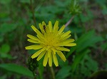 20080928msg016.jpg