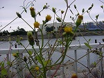 20080928msg021.jpg
