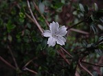 20080928msg023.jpg