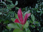 20080928msg024.jpg