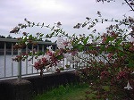 20080928msg027.jpg