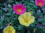 20080928msg028.jpg
