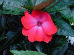 20080928msg029.jpg