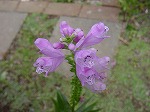 20080928msg030.jpg