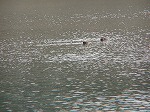 20081001msg024.jpg
