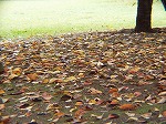 20081001msg029.jpg