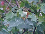 20081001msg033.jpg