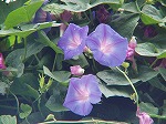 20081001msg035.jpg