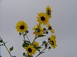 20081001msg036.jpg