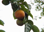 20081001msg039.jpg