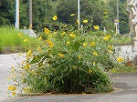 20081001msg040.jpg